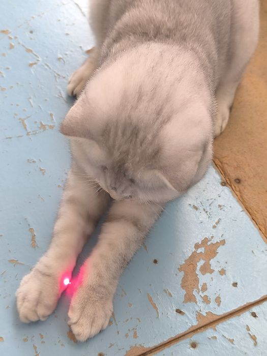 Продаю Кота в Добрые руки .