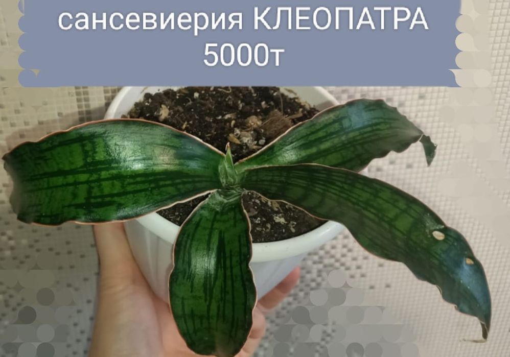 Филодендрон 4500т