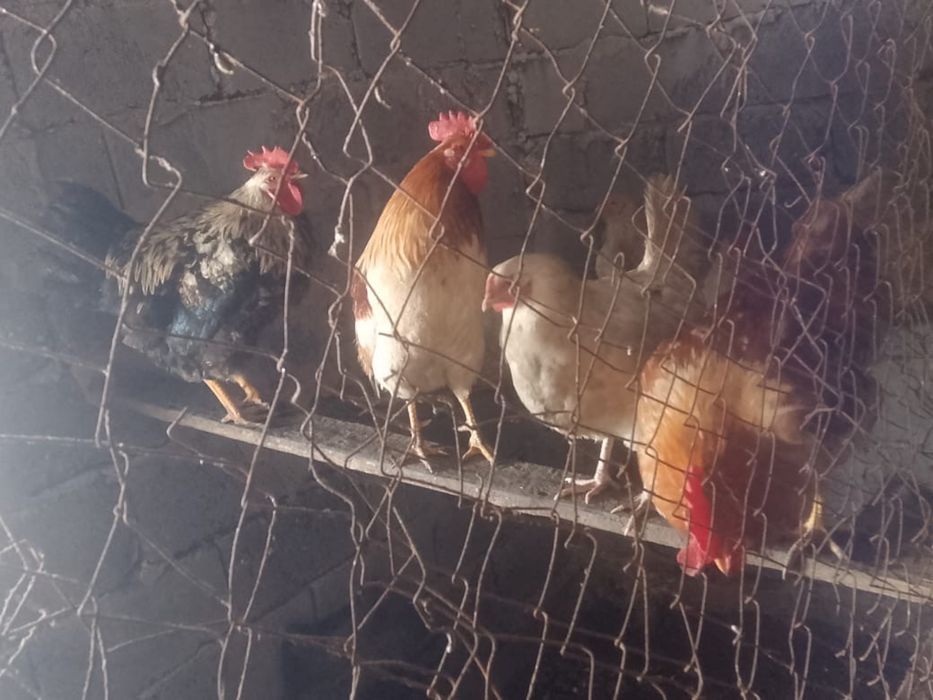 Петухи Әтеш (қораз)