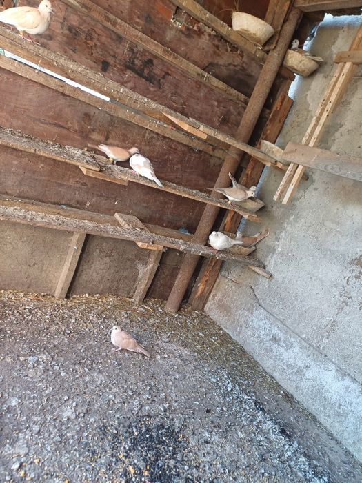 Vând turturele răzătoare