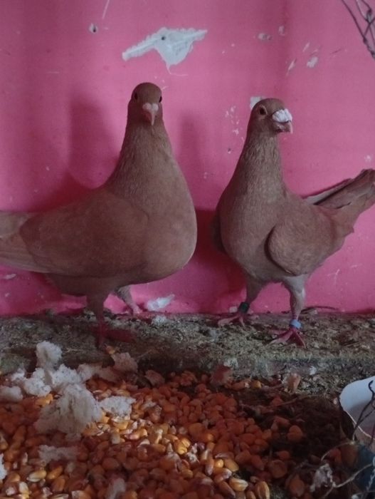 Porumbei voiajori de vânzare sau schimb pe fazani