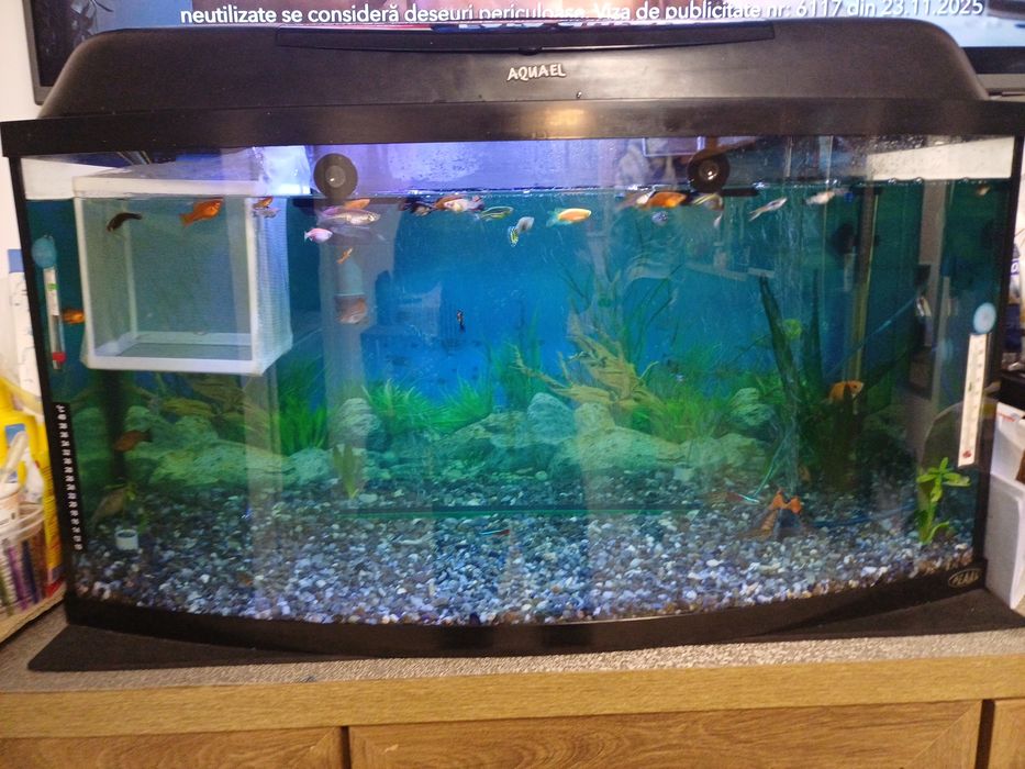Acvariu 120 l complet