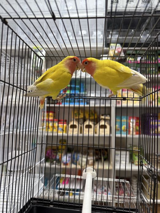 Волнистый, карелла, канарейка,