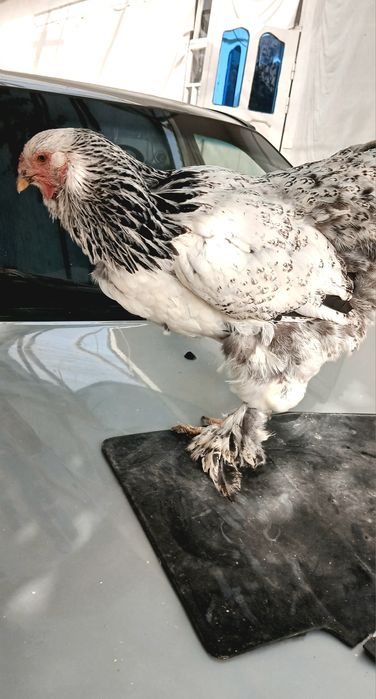 Brama tovuqlar va xuroz sotiladi!!