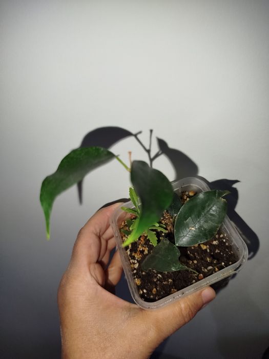 Fikus Benjamin detkasi