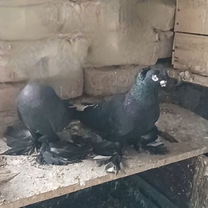 Голуби самцы на продажу