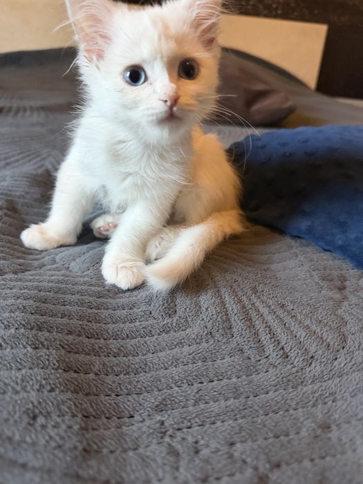 Отдам котенка девочку
