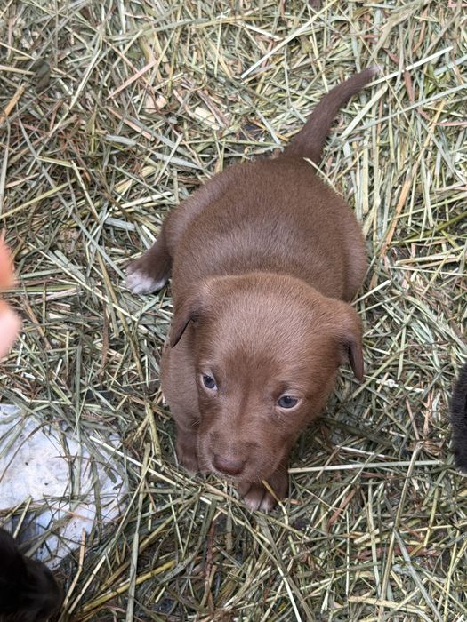 Отдам даром в хорошие руки