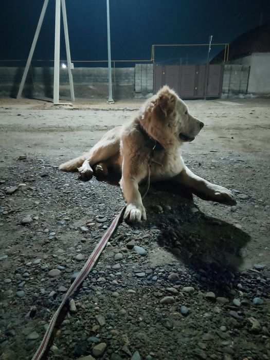 Тобет ит сатылады