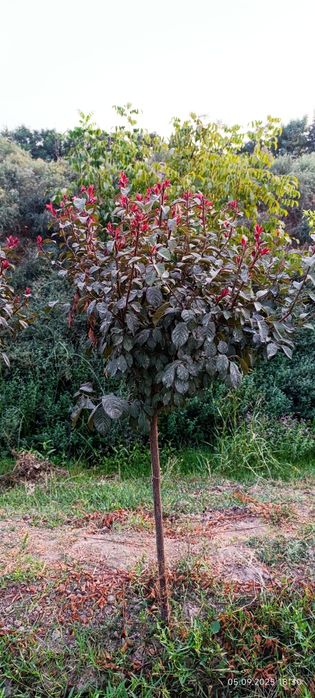 Декоративные дарахтлар