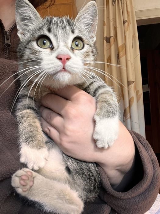 Котенок девочка в добрые руки