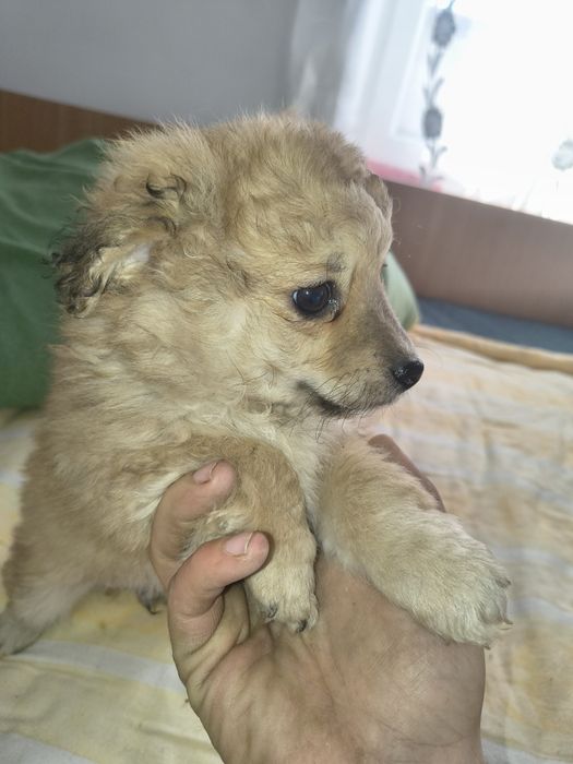 Metis shi-tzu 5 masculi