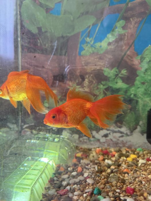 Крупные золотые рыбки