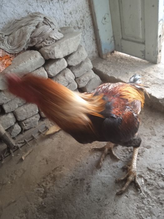 Хуроз сотилади зур