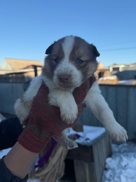 Продаю щенков хаски