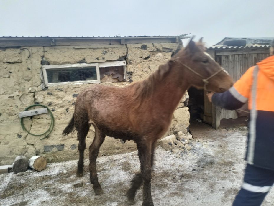 Тай сатамын жемде тұр