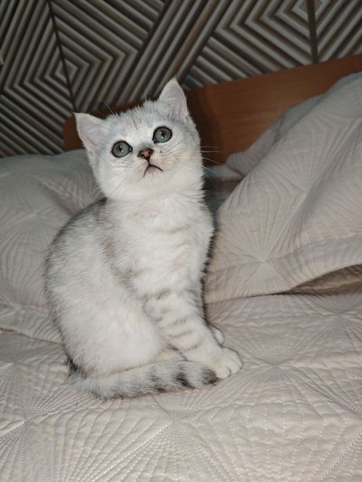 Шиншилла серебро с родословной