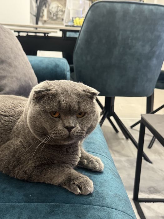 Шотландска клепоуха