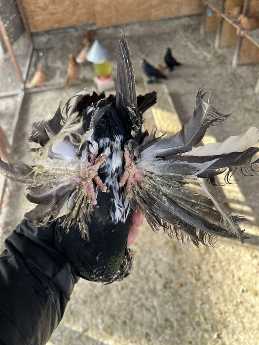 Продам  голубей!