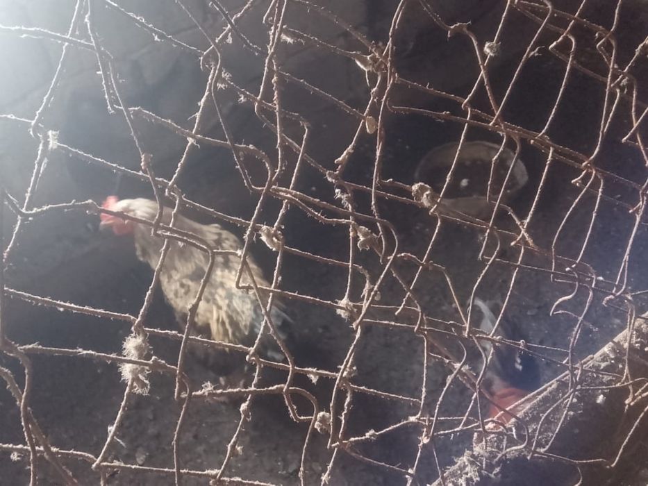 Петухи Әтеш (қораз)