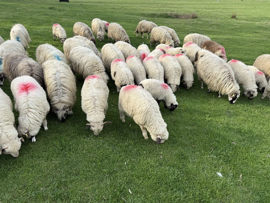 Vand turma oi turcane