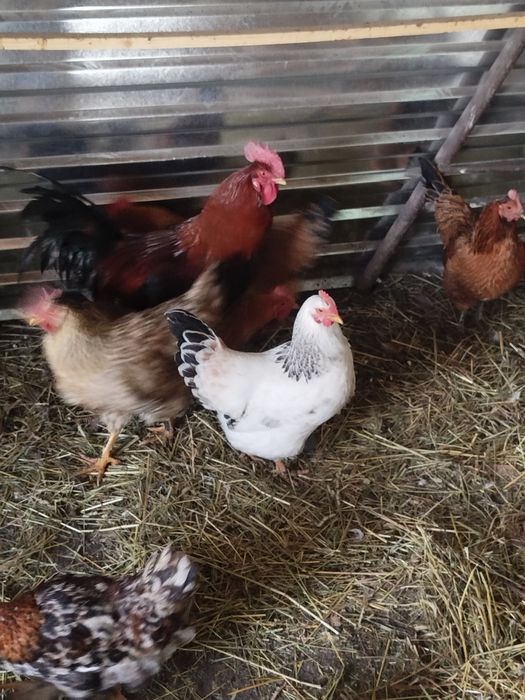 Куры кучены разные