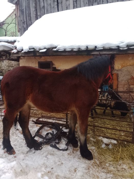 Vând mânză de 6 luni foarte blândă