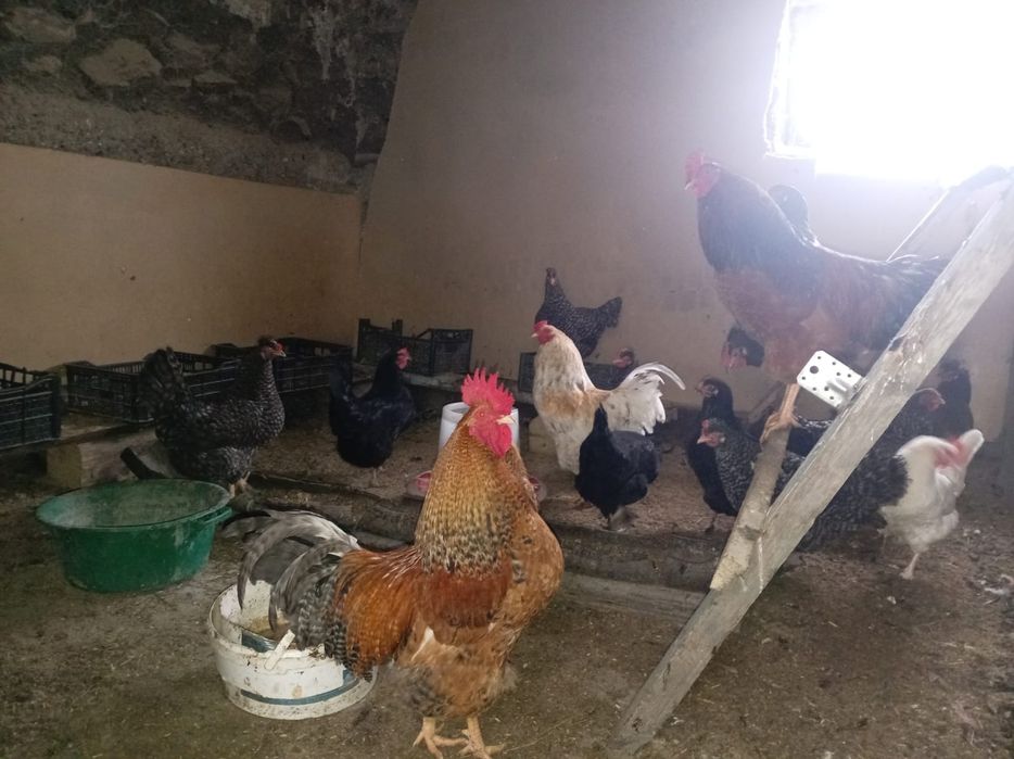 Тауық,Атеш сатылады  3000тг