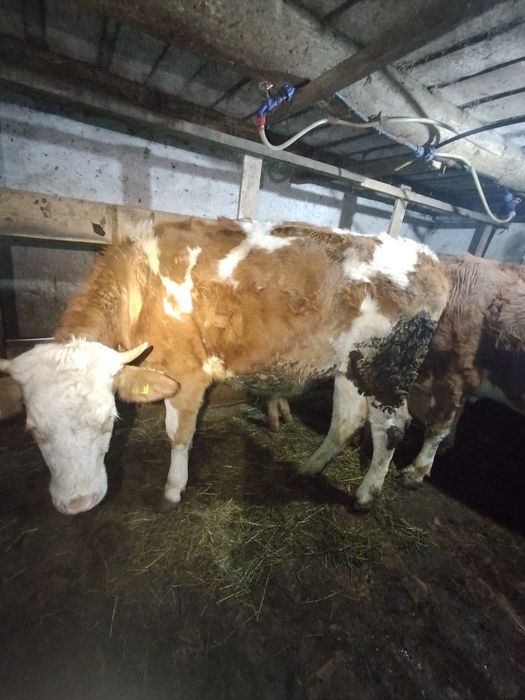 Vând junincă bălțată