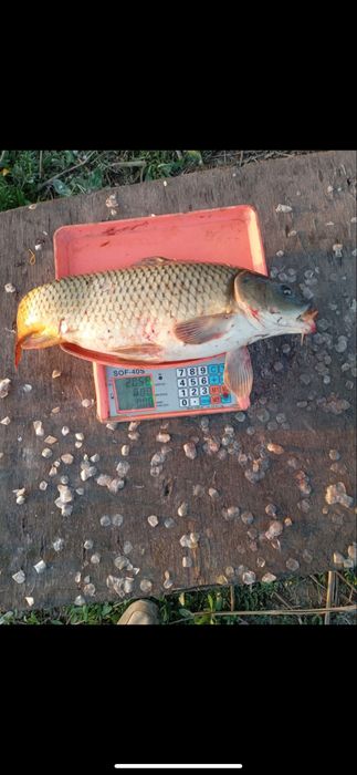 Рыбалочка Серебристые пруды