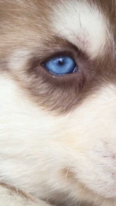 Я самый шоколадный