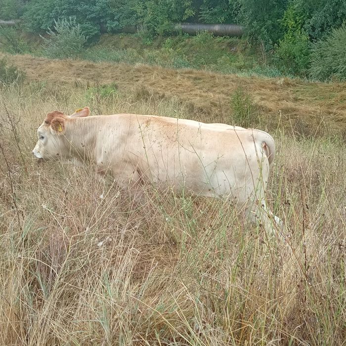 Viței de vânzare