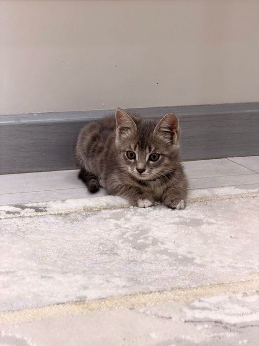 Котенок в добрые руки