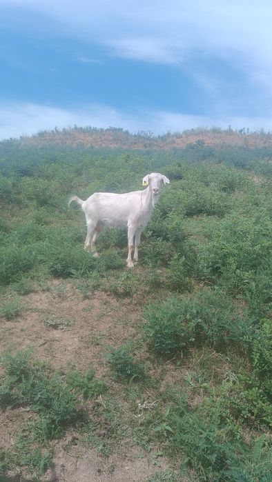 Козы и козлят, бонус