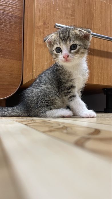 В продаже снова котята