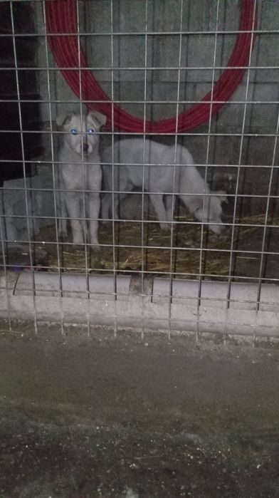 малчик шенок 7-8 месяцов. отддам 1 из них