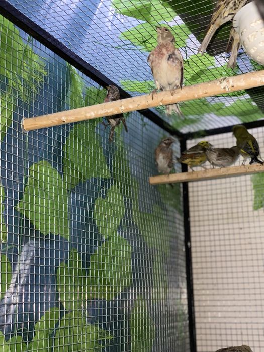 Karella va boshqa sayroqi qushlar