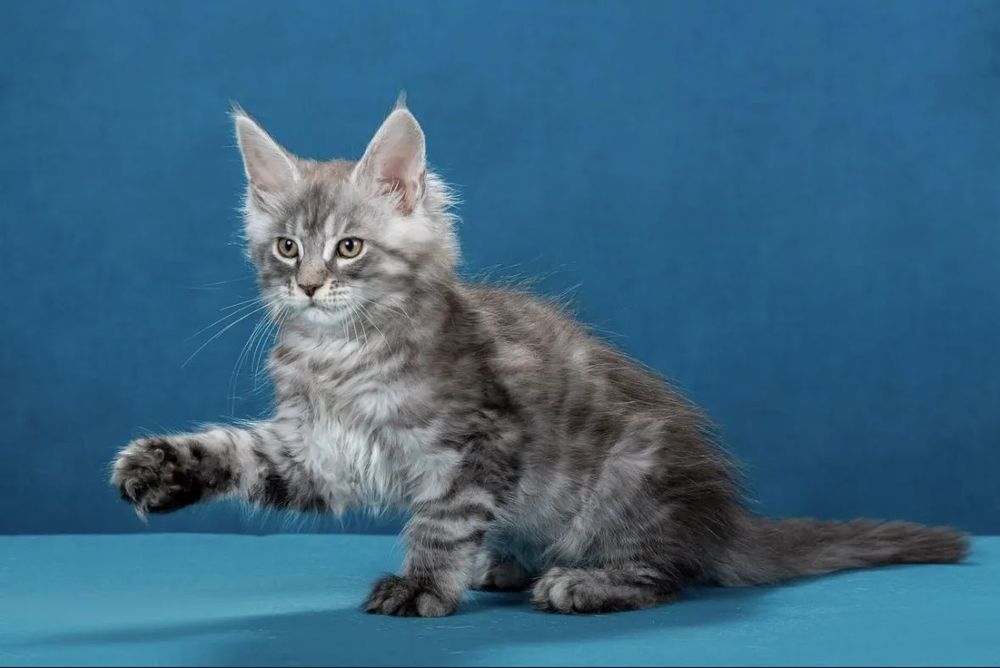 котята майнкун питомник Pubus Arktikus Pubus