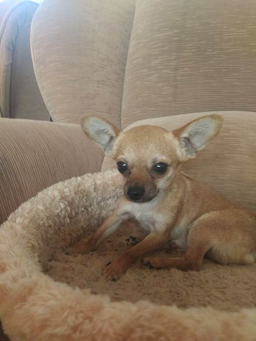 Вязка той терьера