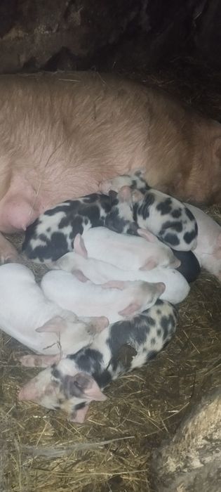 Продам скоро поросят