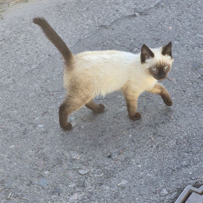 Два котика,два брата ищут дом.