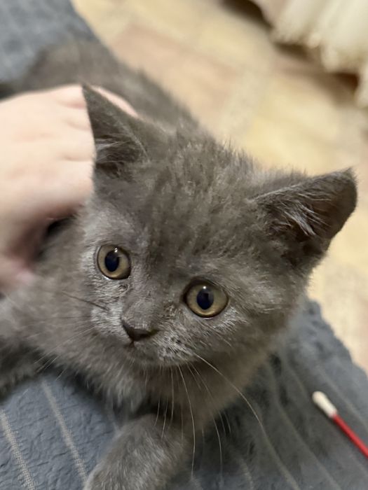 Продам Котенка Шотландского
