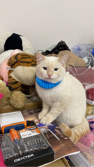 Пропал кот Снежок