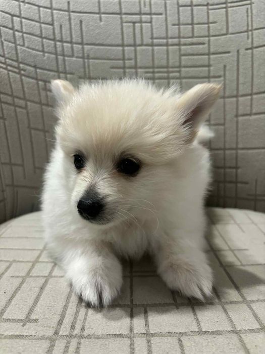 Немски шпиц мъници