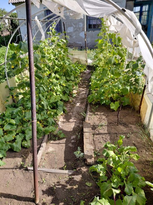Продам дачу майкудук