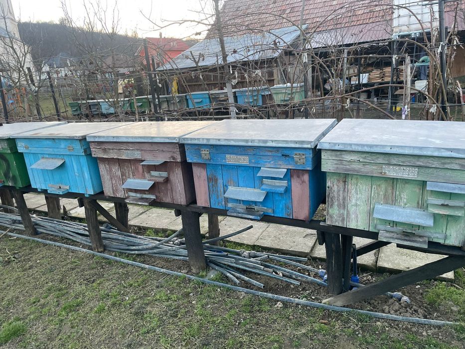 Rame cu albine cu matcă – familii 6-7 rame