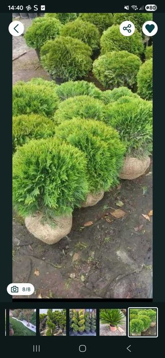 Magnolie grandiflora