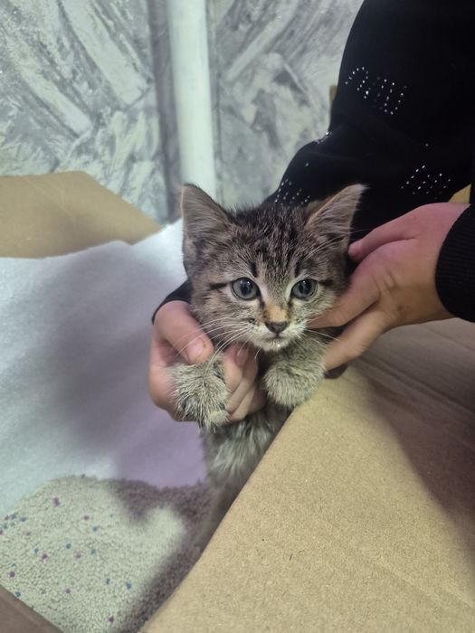 Отдам котёнка  красивый