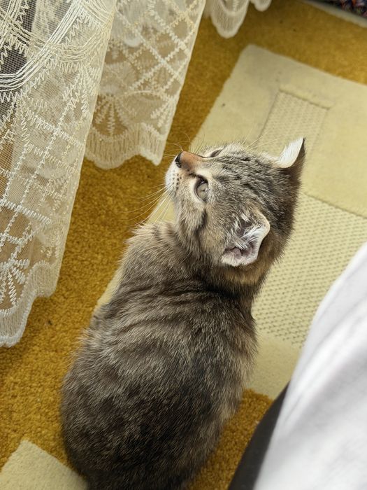 Мальчик котенок 3 мес