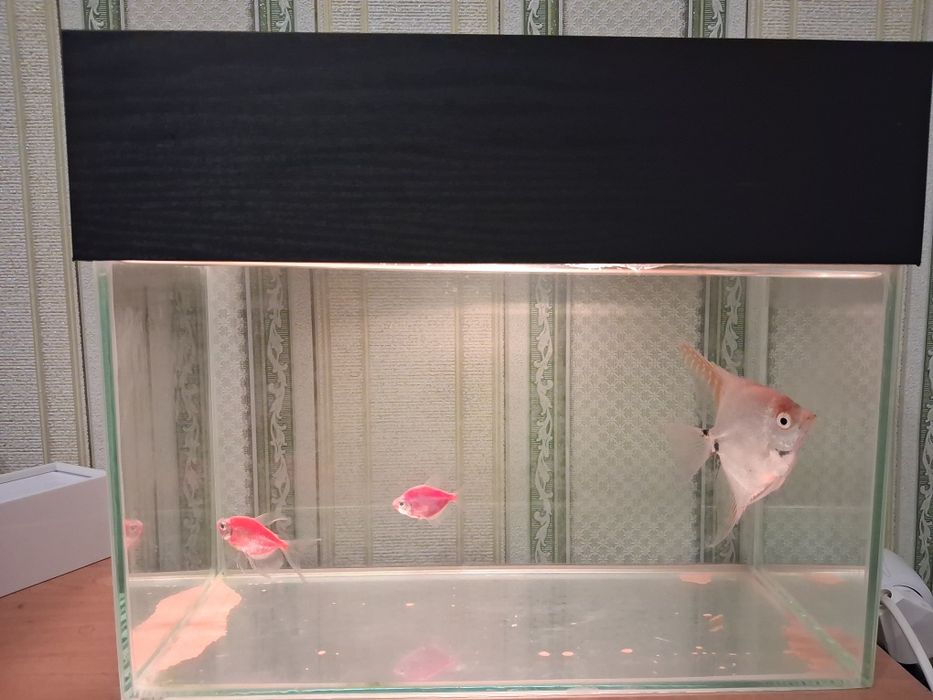 Продам аквариум с тремя рыбками